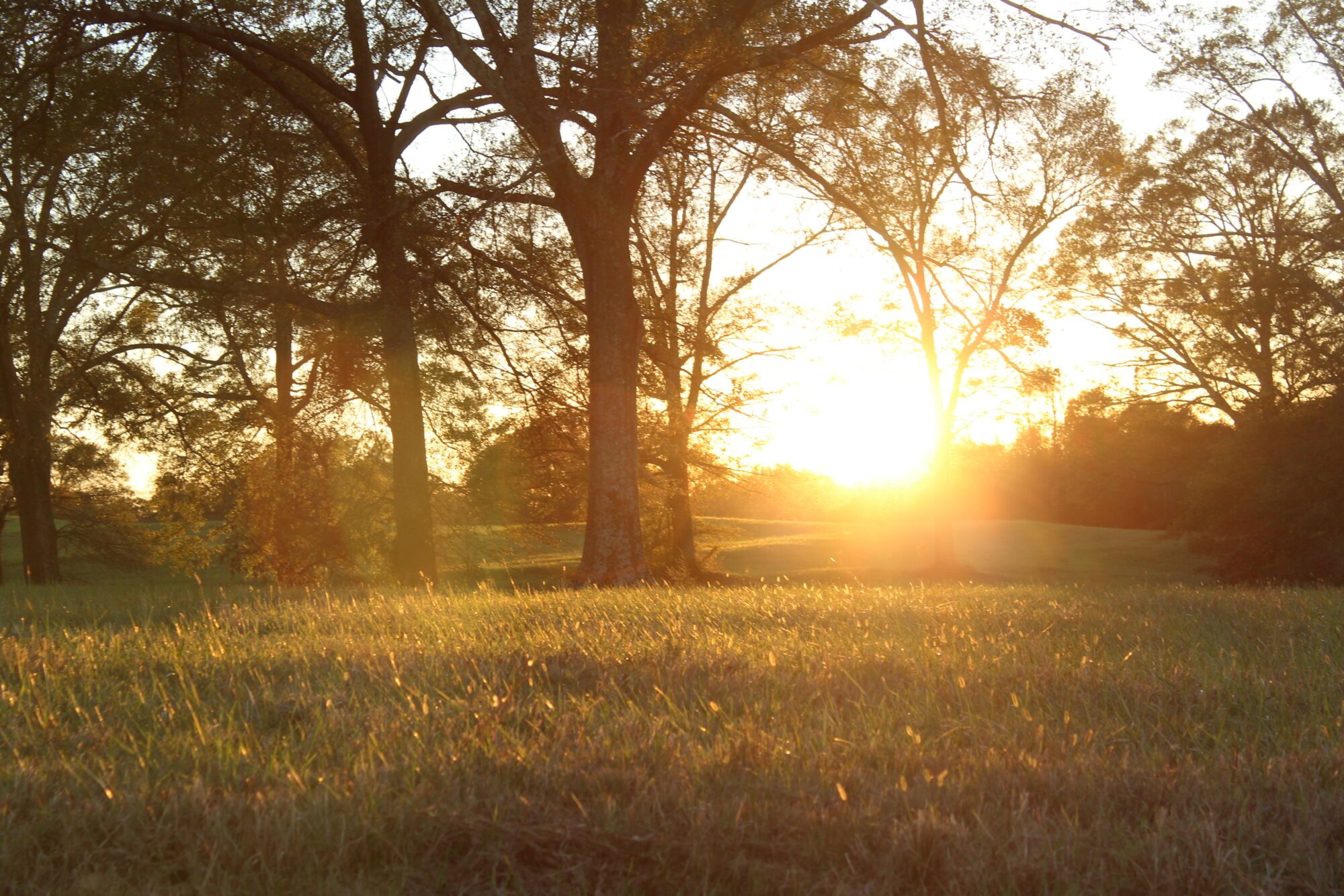 Photo of the sunset in a field